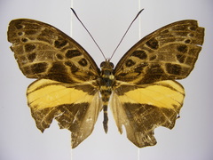 Catuna oberthueri