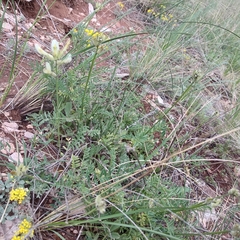 Astragalus zingeri