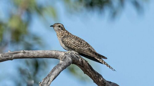 Pallid Cuckoo (Heteroscenes pallidus), photo 9