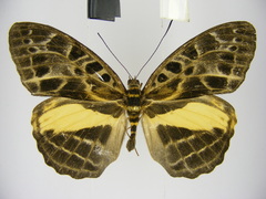 Catuna oberthueri