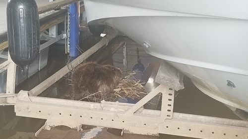 American Beaver photographed in New Mexico