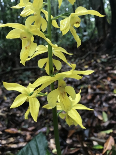 Image of Calanthe striata by no rights reserved