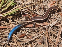 Plestiodon skiltonianus skiltonianus