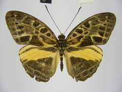 Catuna oberthueri