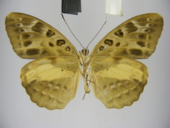 Catuna oberthueri