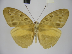 Catuna oberthueri
