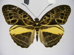Catuna oberthueri