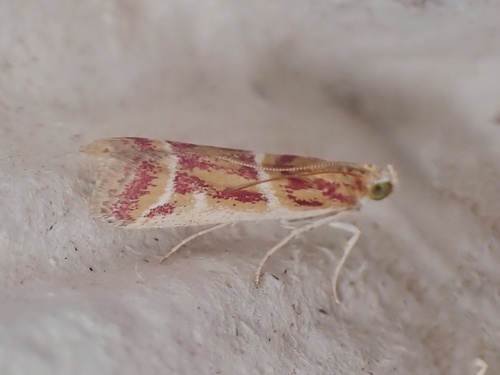 Ancylosis faustinella