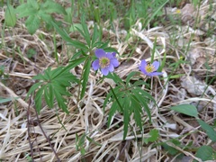 Anemonoides caerulea