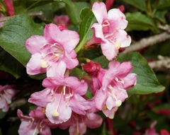 Weigela hortensis