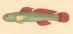 Cardinal Goby photo 4