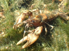 Cambarus acuminatus