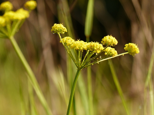 Lomatium triternatum var. brevifolium