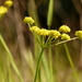 Lomatium triternatum brevifolium - Photo (c) Barbara L. Wilson, algunos derechos reservados (CC BY-NC), uploaded by Barbara L. Wilson
