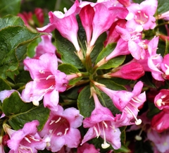 Weigela hortensis