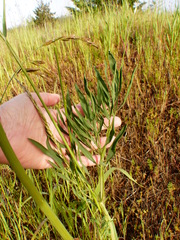 Lomatium triternatum brevifolium