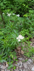 Achillea biserrata