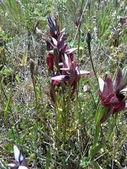 Serapias cordigera
