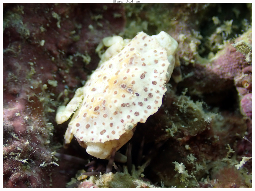 Neoxanthops Neoxanthops lineatus from Anse Vata, Nouméa 98800, Nouvelle-Calédonie ...