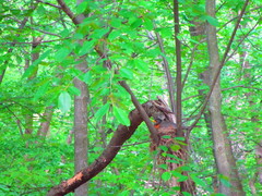 Turdus migratorius