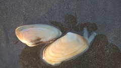 Amarilladesma mactroides