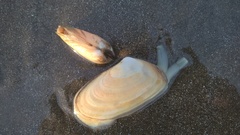 Amarilladesma mactroides