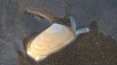 Amarilladesma mactroides