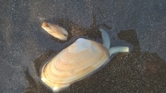 Amarilladesma mactroides