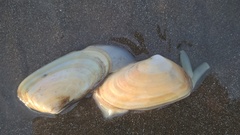 Amarilladesma mactroides