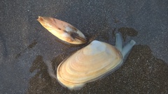 Amarilladesma mactroides