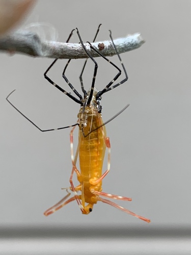 Milkweed Assassin Bug