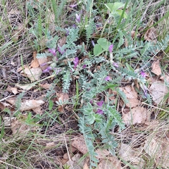 Astragalus testiculatus