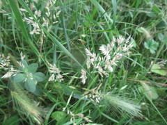 Poa arachnifera