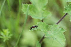 Macrophya annulata