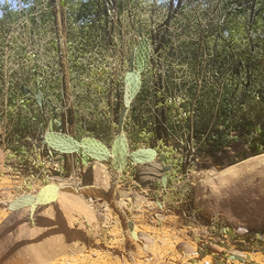 Opuntia