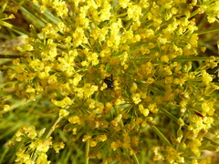 Lomatium triternatum brevifolium