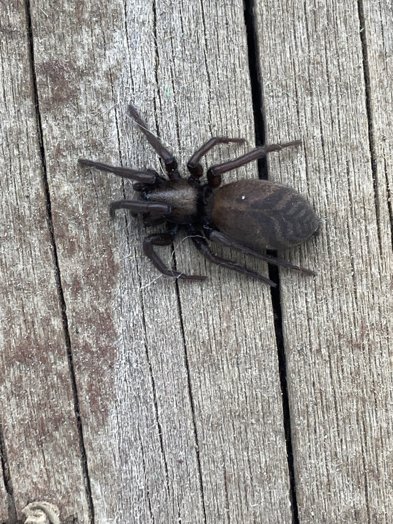Gnaphosa brumalis