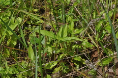 Prunella vulgaris lanceolata