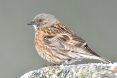Altai Accentor photo 4