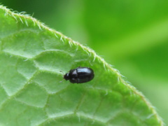 Coleoptera