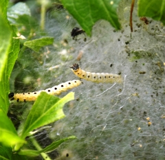 Yponomeuta cagnagella