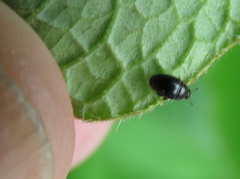 Coleoptera
