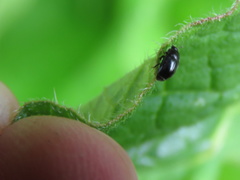 Coleoptera
