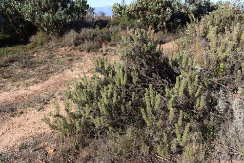 Image of Serruria aitonii by (c) Tony Rebelo, some rights reserved (CC BY-SA)