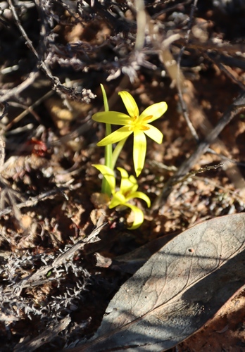 Image of Empodium plicatum by (c) Tony Rebelo, some rights reserved (CC BY-SA)