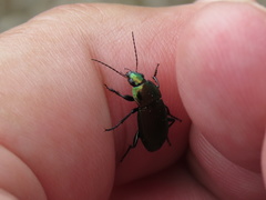 Poecilus versicolor