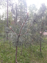 Pinus sylvestris