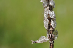 Prunella vulgaris lanceolata