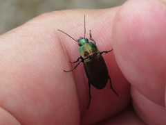 Poecilus versicolor