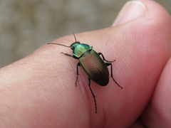 Poecilus versicolor